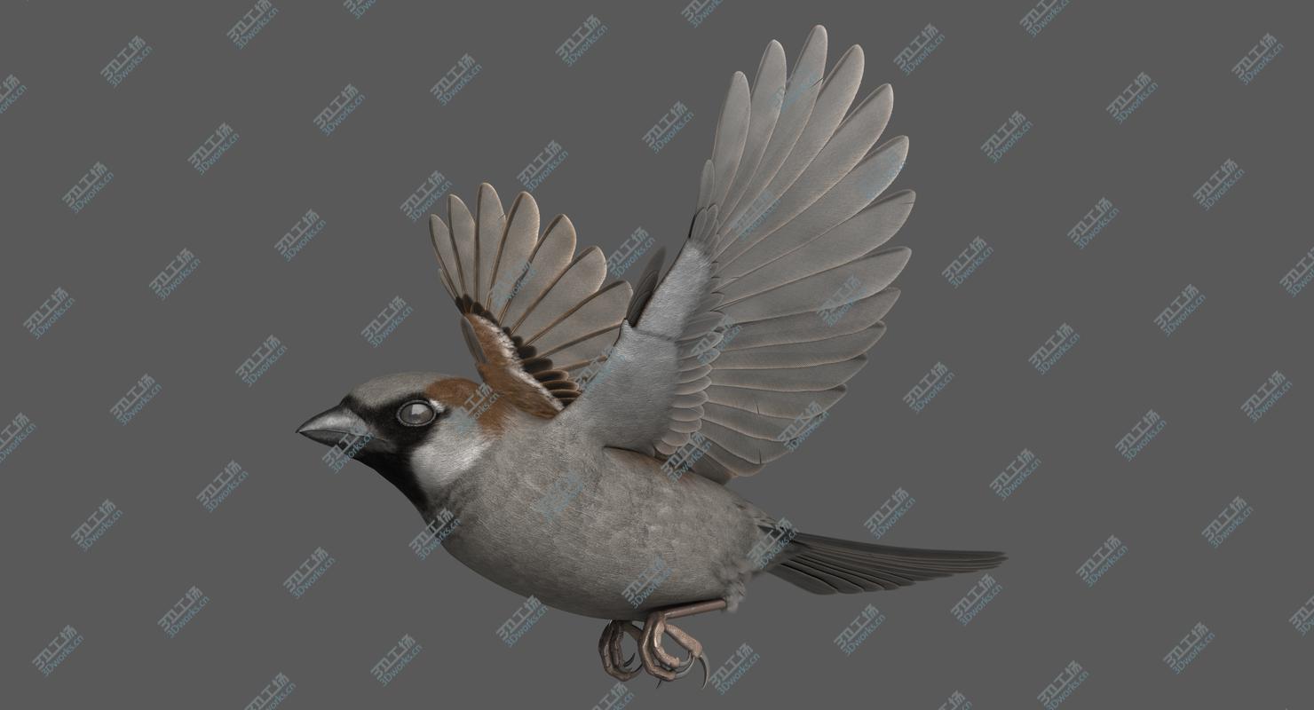 images/goods_img/202104021/3D House Sparrow Rigged/2.jpg